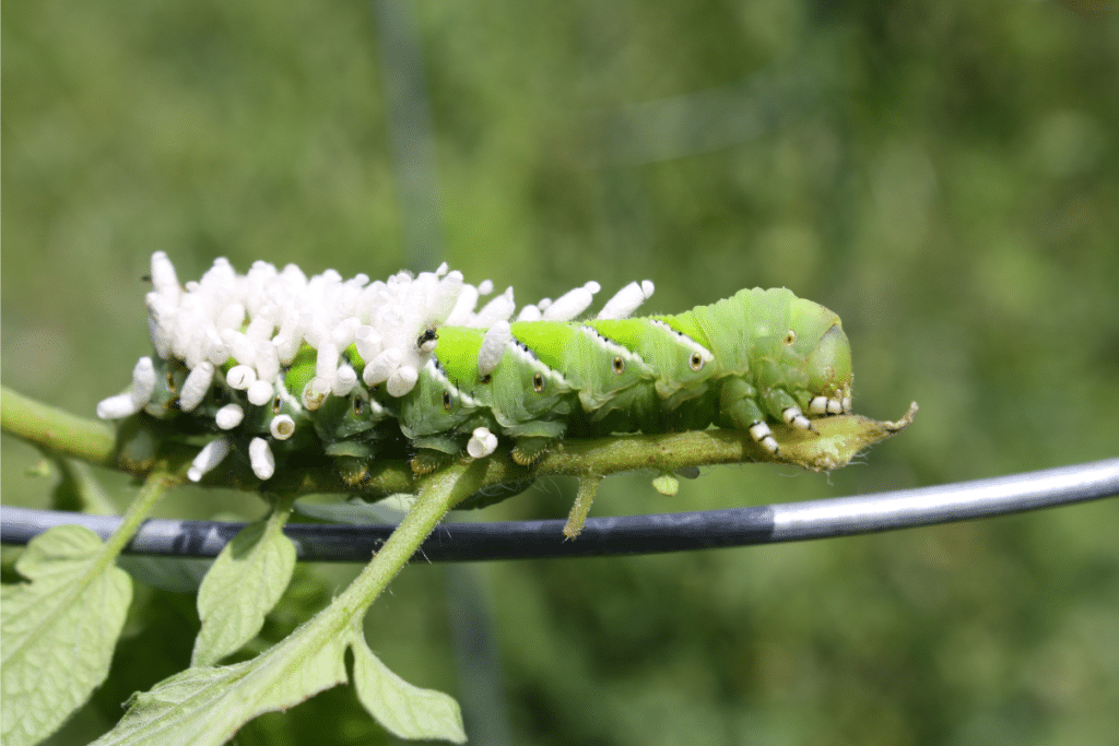 Parasitic wasp eggs on a tomato hornworm. Attract parasitic wasps with certain tomato companion plants.
