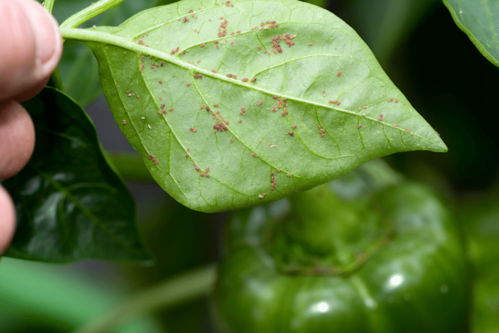 Aphids on the underside of a leaf.