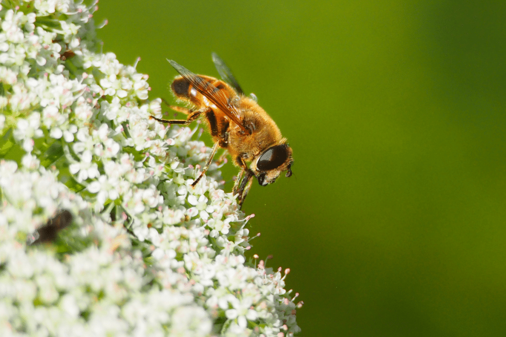 Bee on parsley flower, a great tomato companion plant.