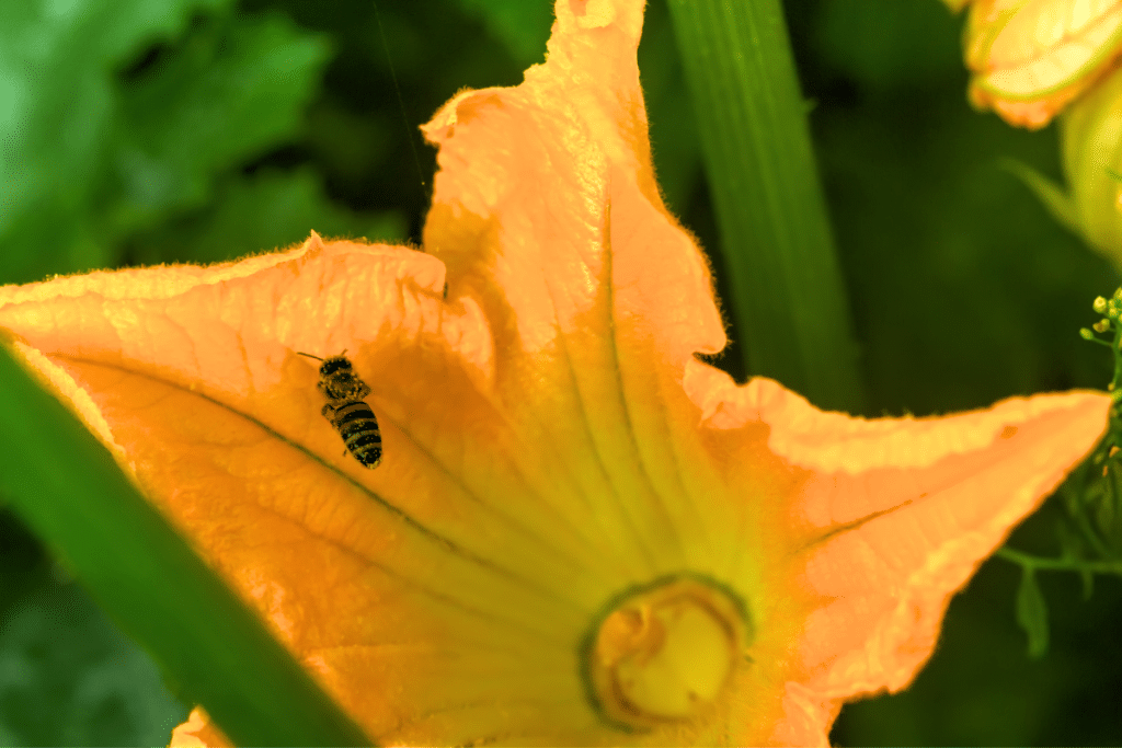 Bee on zucchini flower.