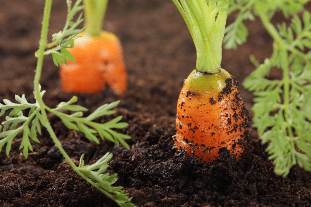 Carrots in a garden are great onion companion plants.
