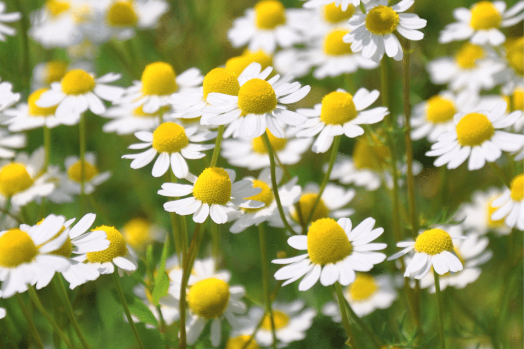 Chamomile is a great onion companion plant.