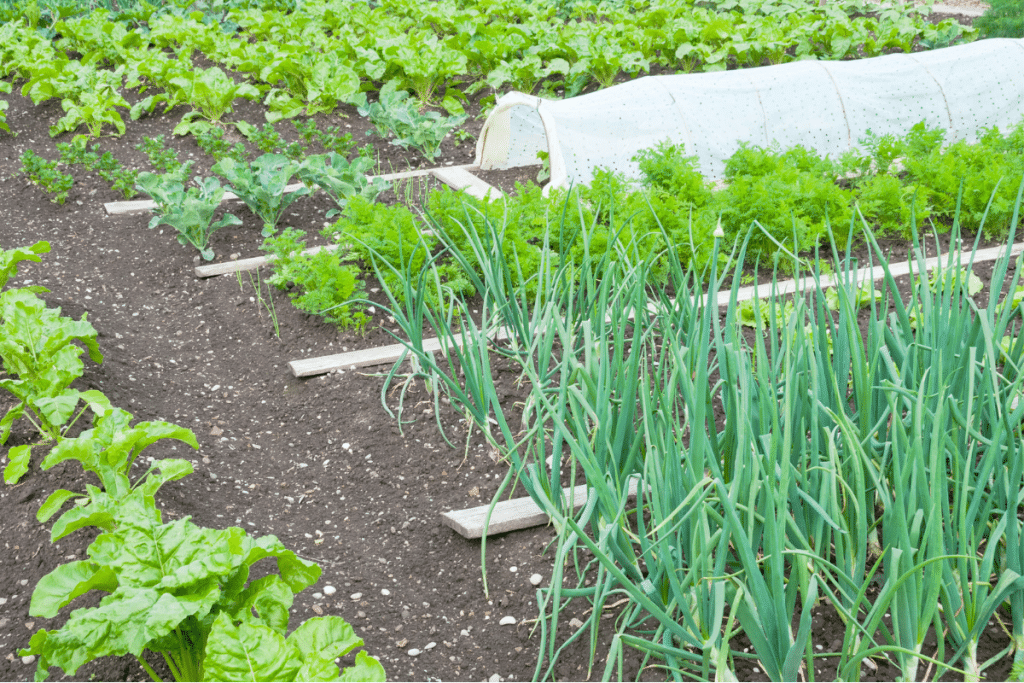 Garden plot with onions and lettuce.
