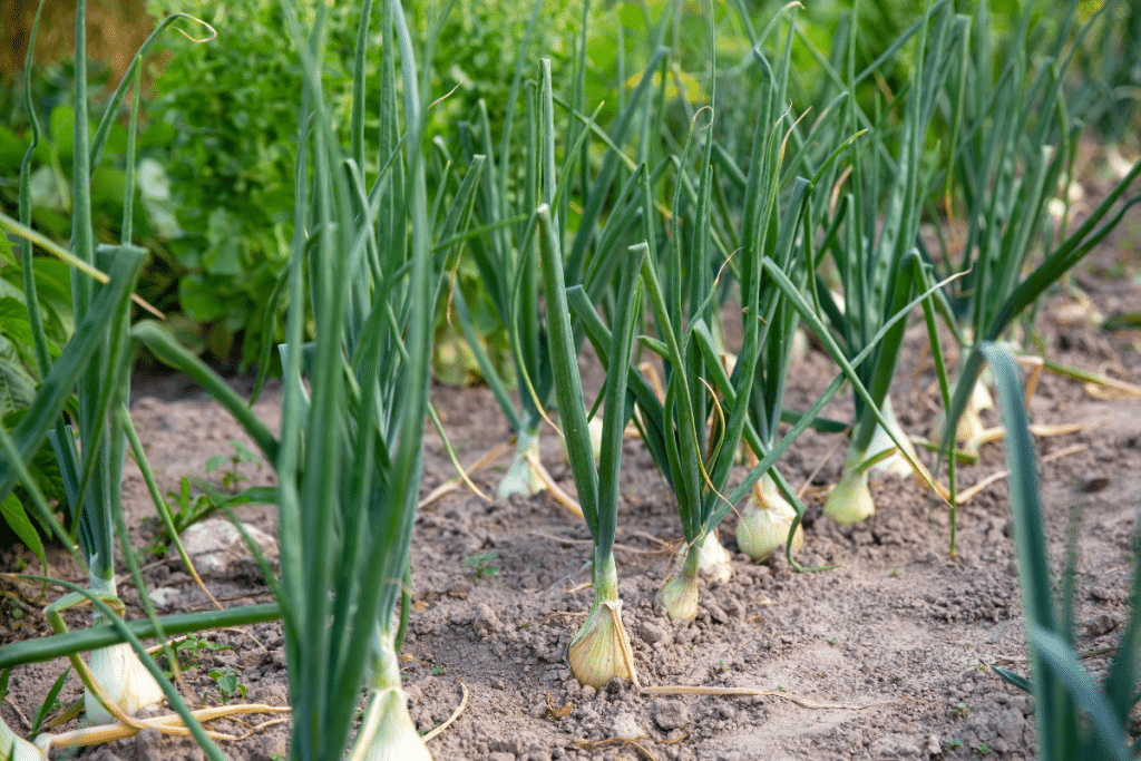 GArden plot growing onions.