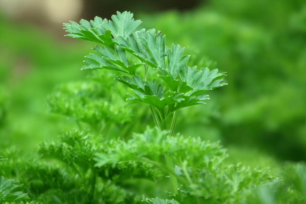 Parsley is a good companion plant for onions.
