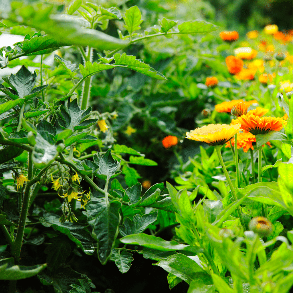 Marigolds and Tomatoes are good companion plants.