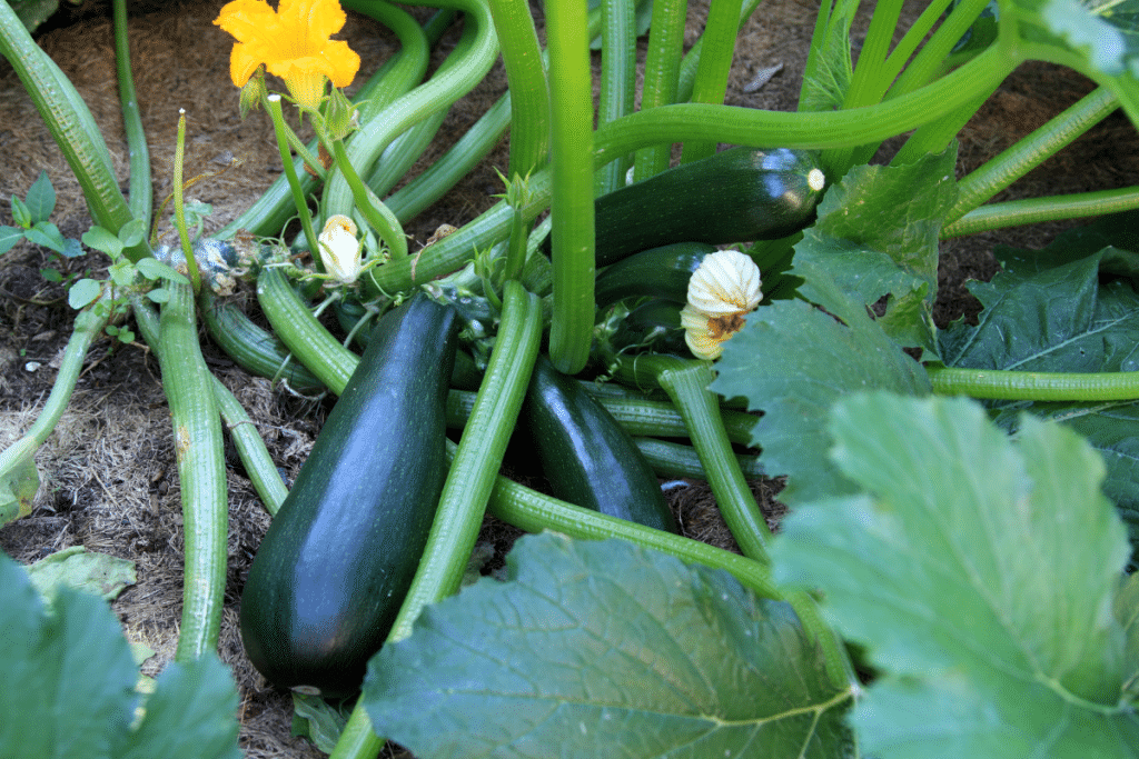 Zucchini growing in the garden.