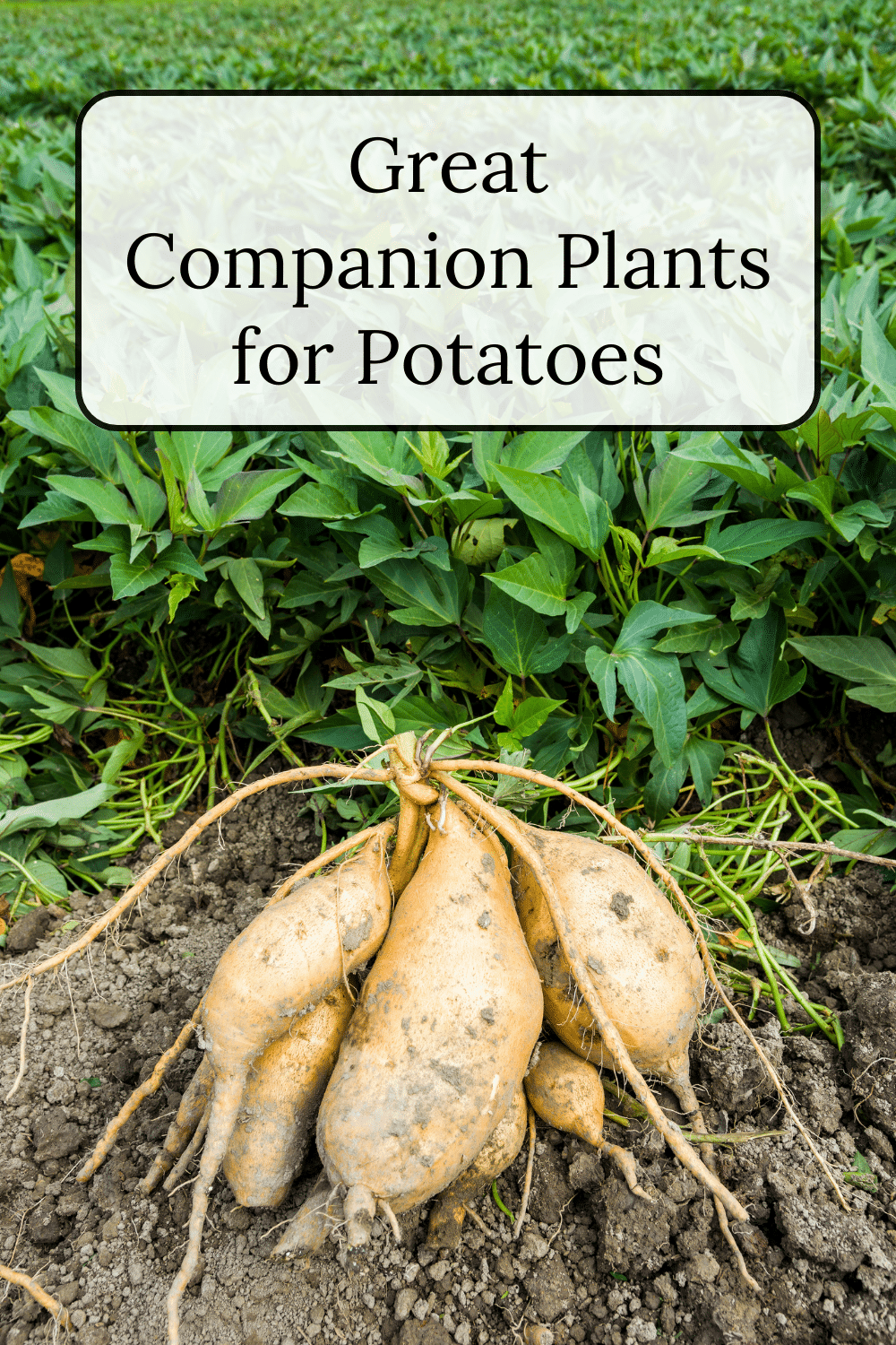 Potato Companion Plants · Nourish And Nestle 3893