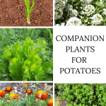Horseradish, onions, alyssum, marigolds and herbs are good potato companion plants.
