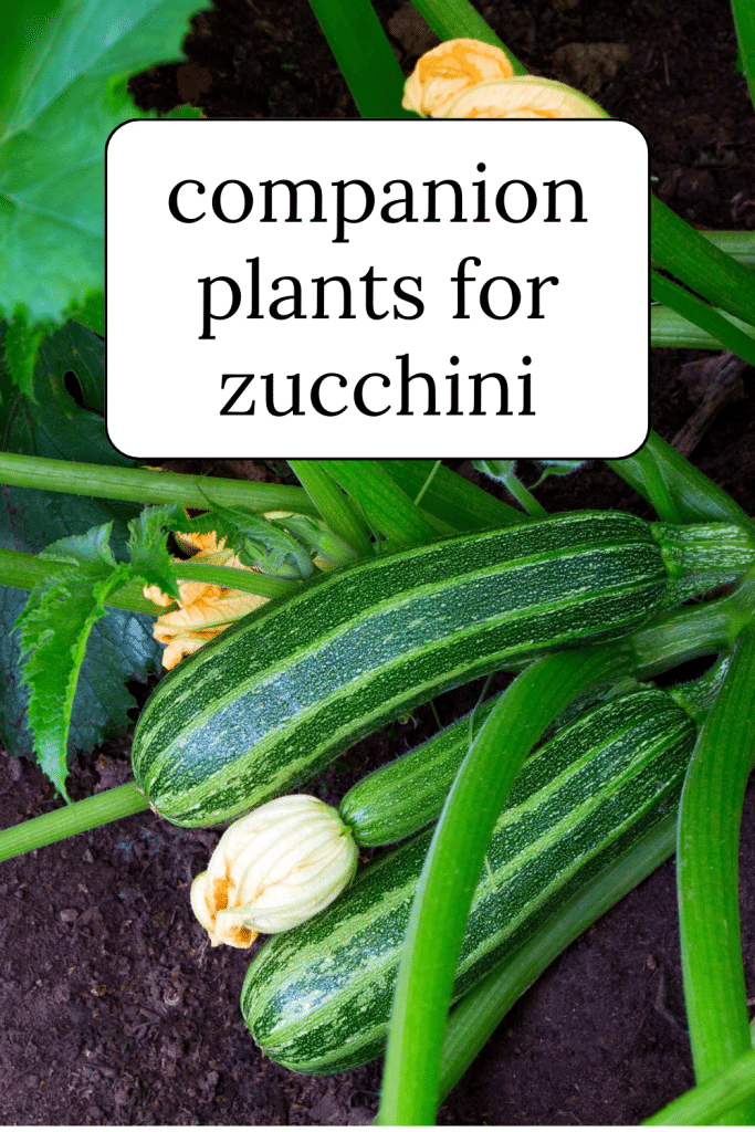 Zucchini growing in the garden.