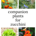 Marigolds, borage, lettuce and nasturtium are great zucchini companion plants.