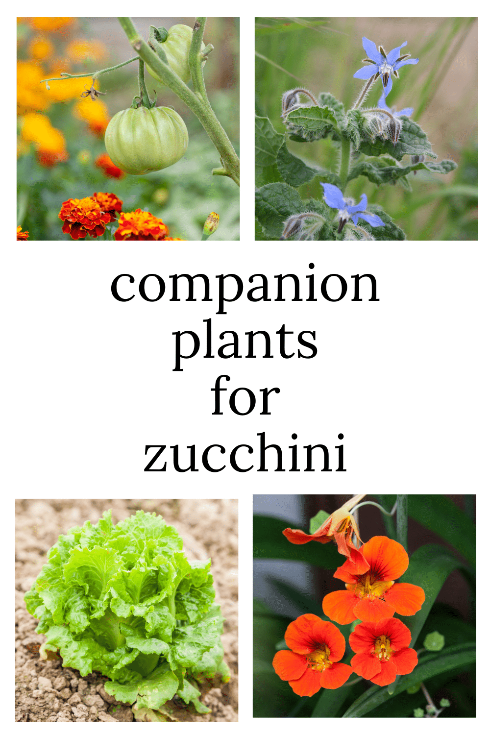 Zucchini Companion Plants · Nourish and Nestle