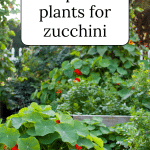 Nasturtium is a great zucchini companion plant.