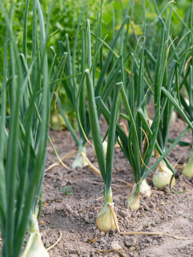 Onion Companion Planting  Story