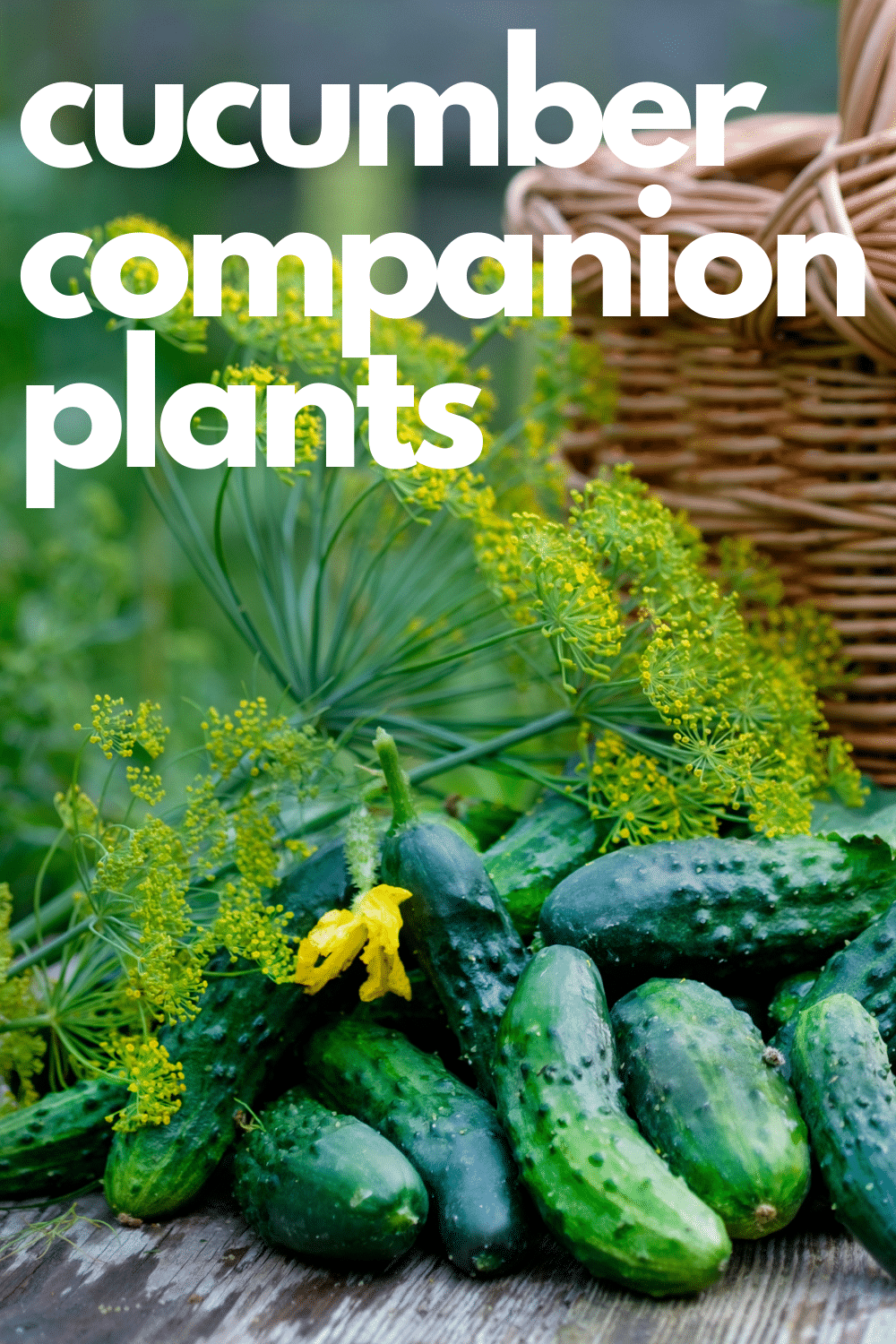 Cucumber Companion Plants · Nourish And Nestle