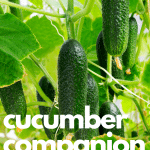 Cukes hanging from cucumber vine.