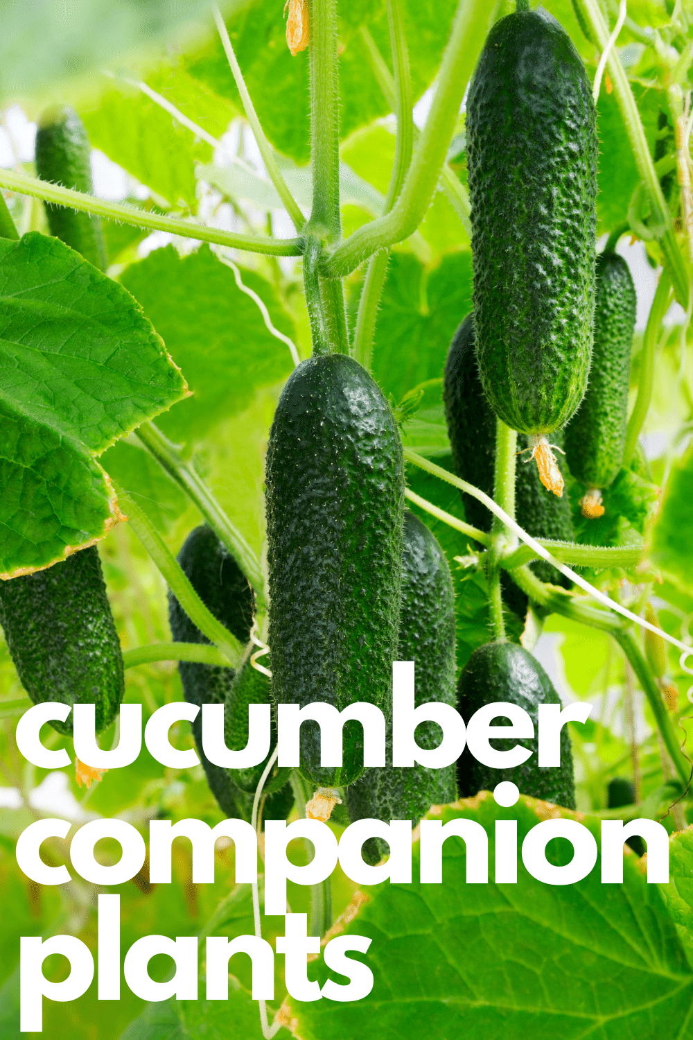 Cucumber Companion Plants · Nourish and Nestle