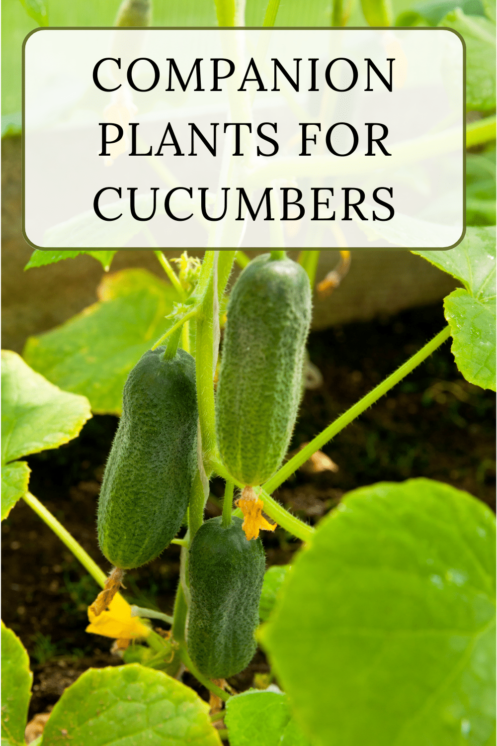 Cucumber Companion Plants · Nourish and Nestle