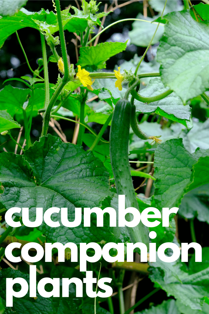 Cukes hanging from cucumber vine.