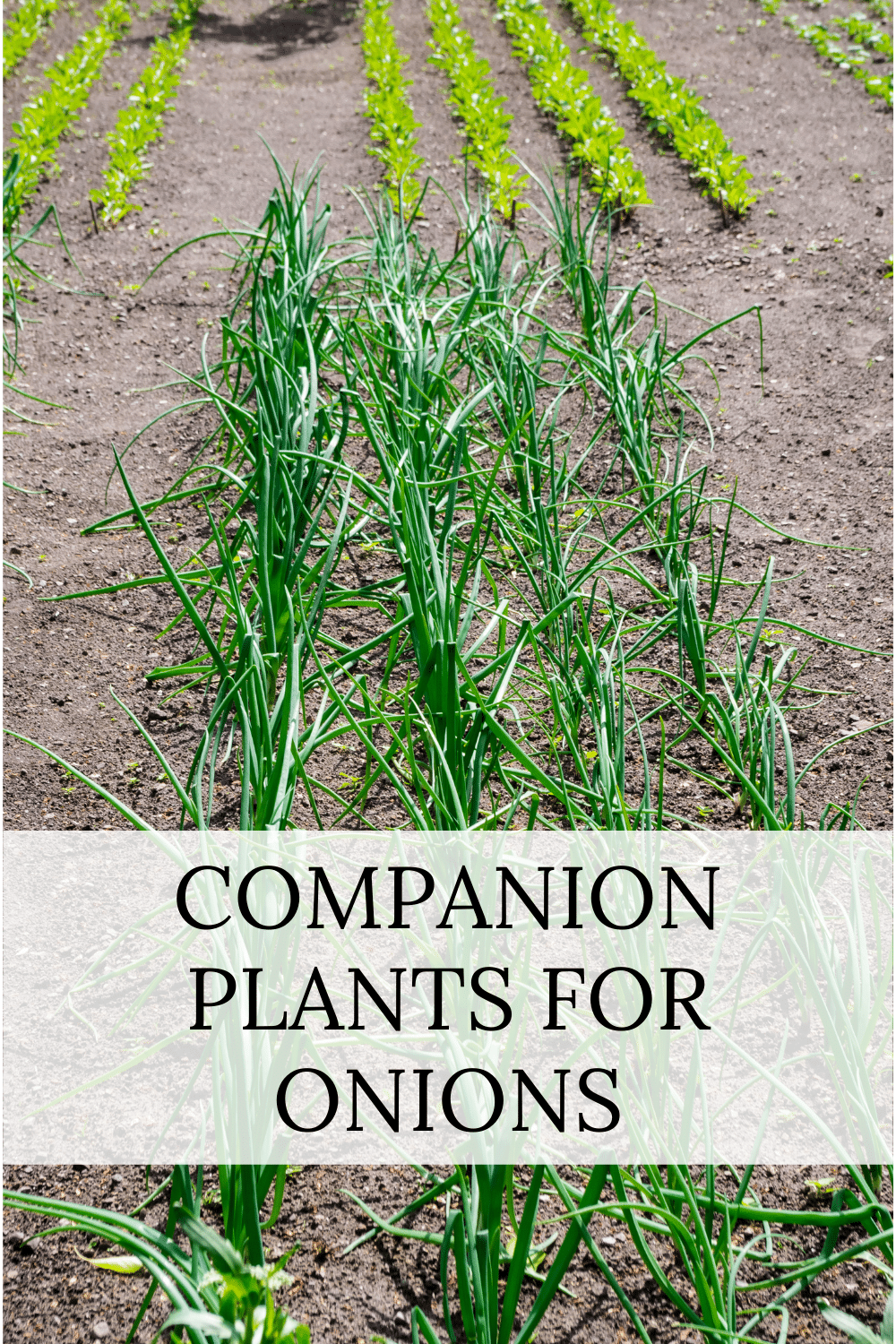 Onion Companion Plants · Nourish and Nestle