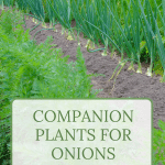 Rows of Onions in a garden.