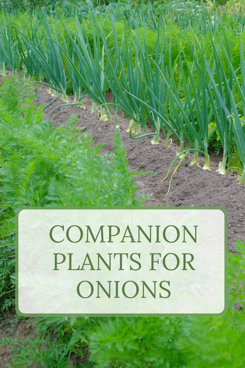 Onion Companion Plants · Nourish and Nestle