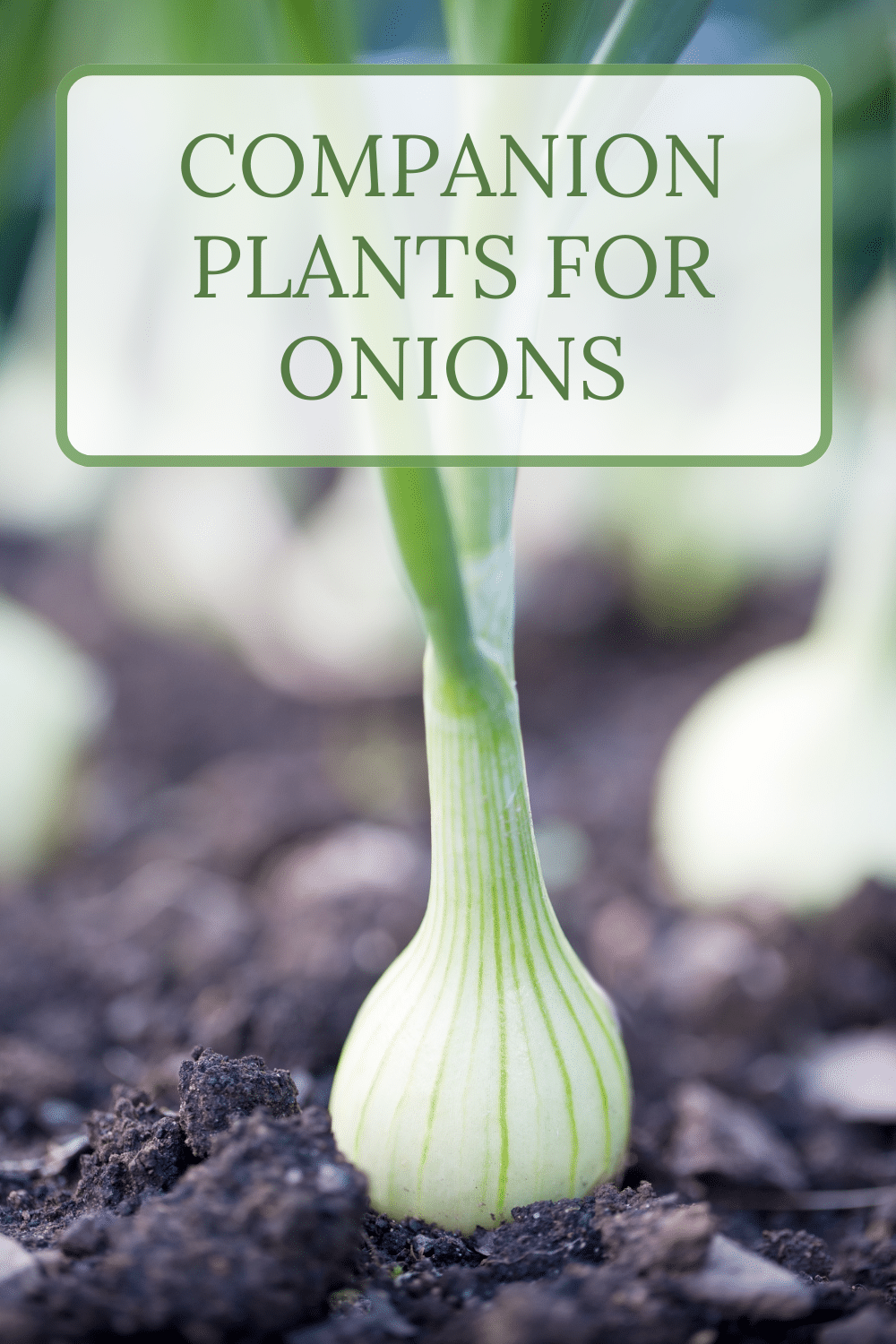 Onion Companion Plants Nourish And Nestle