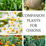 Images of great onion companion plants including chamomile, summer savory, melons, marigolds and brassicas.