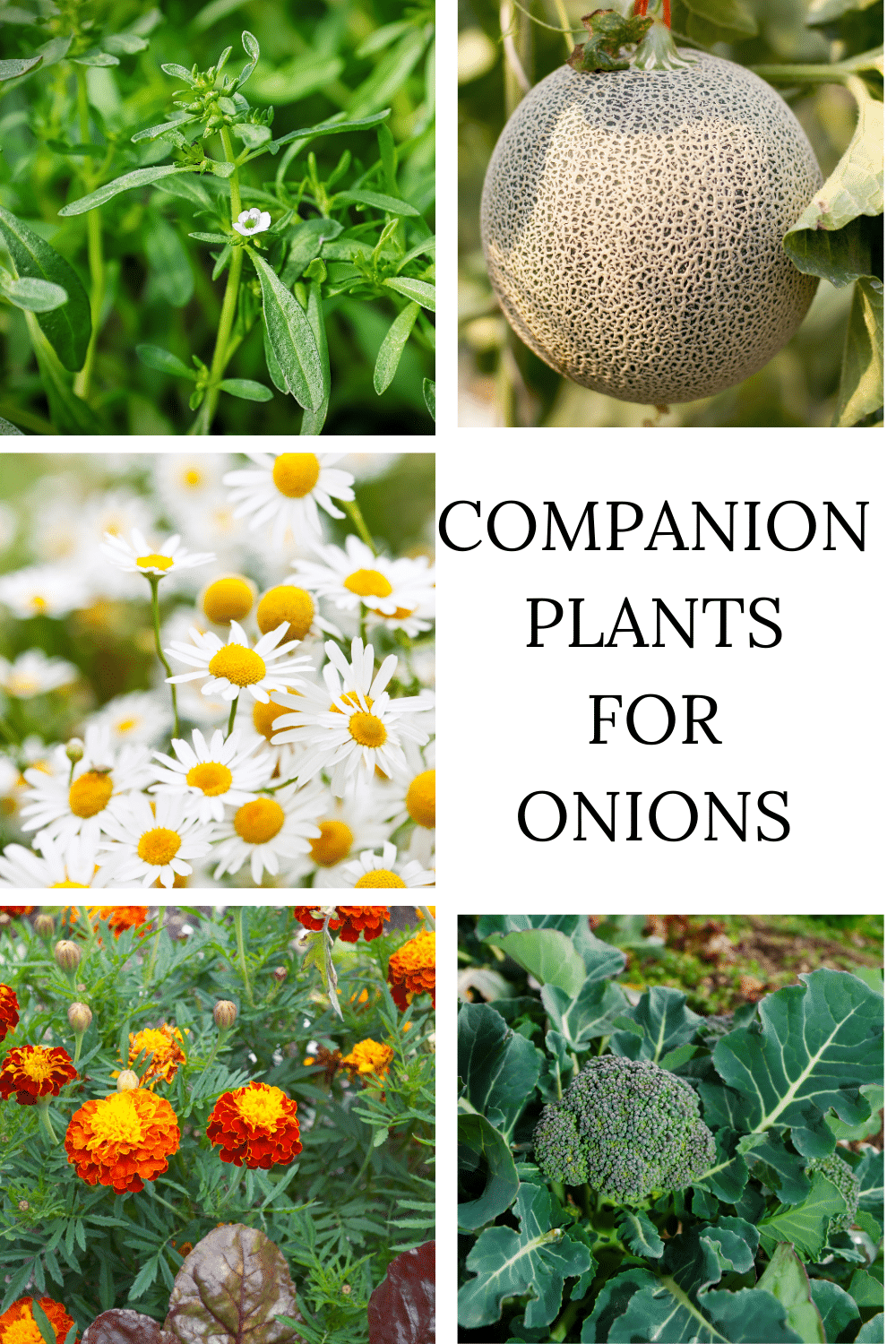 Onion Companion Plants · Nourish and Nestle