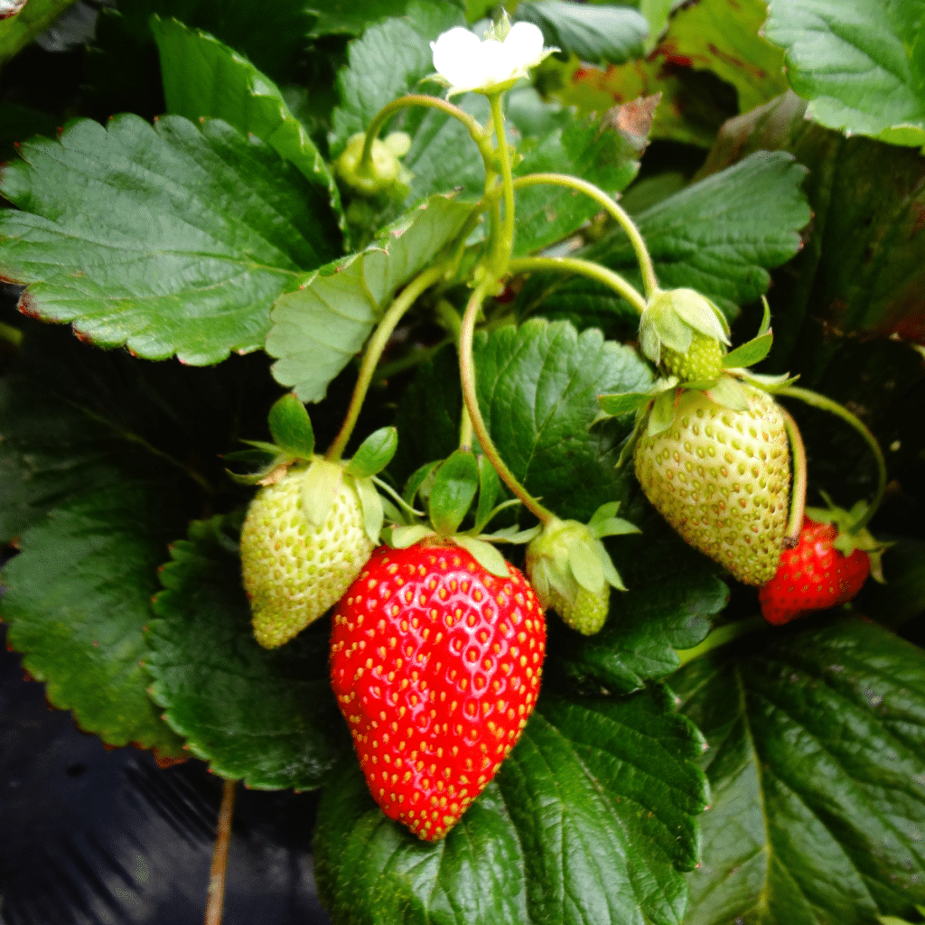 Strawberries.