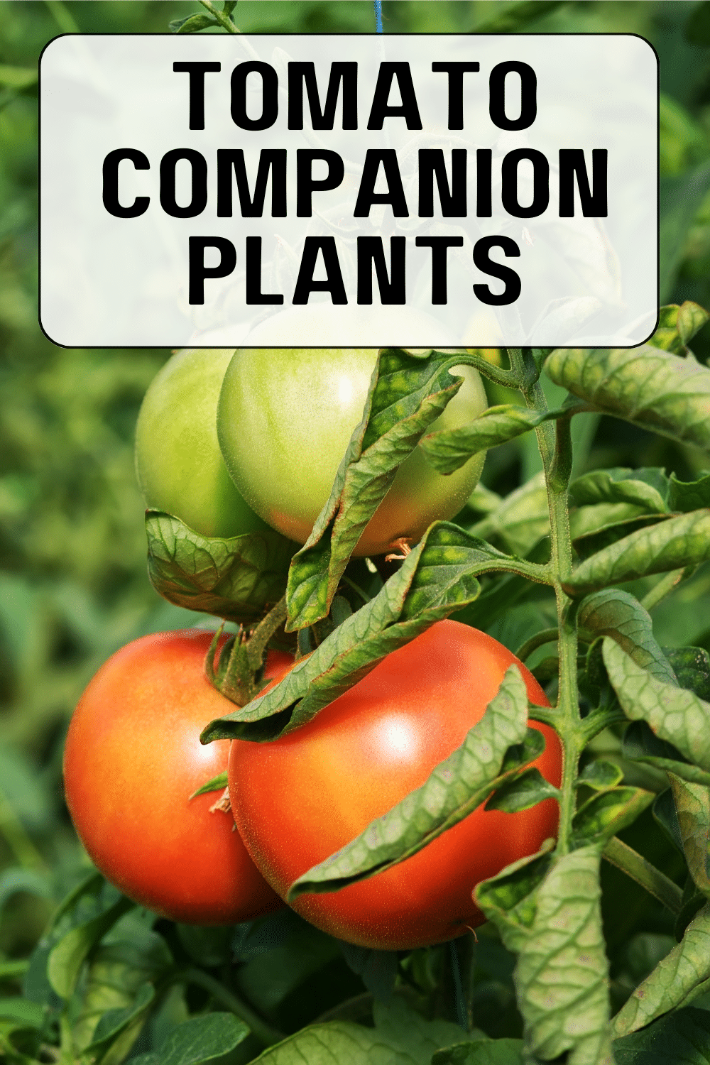 Tomato Companion Plants · Nourish and Nestle