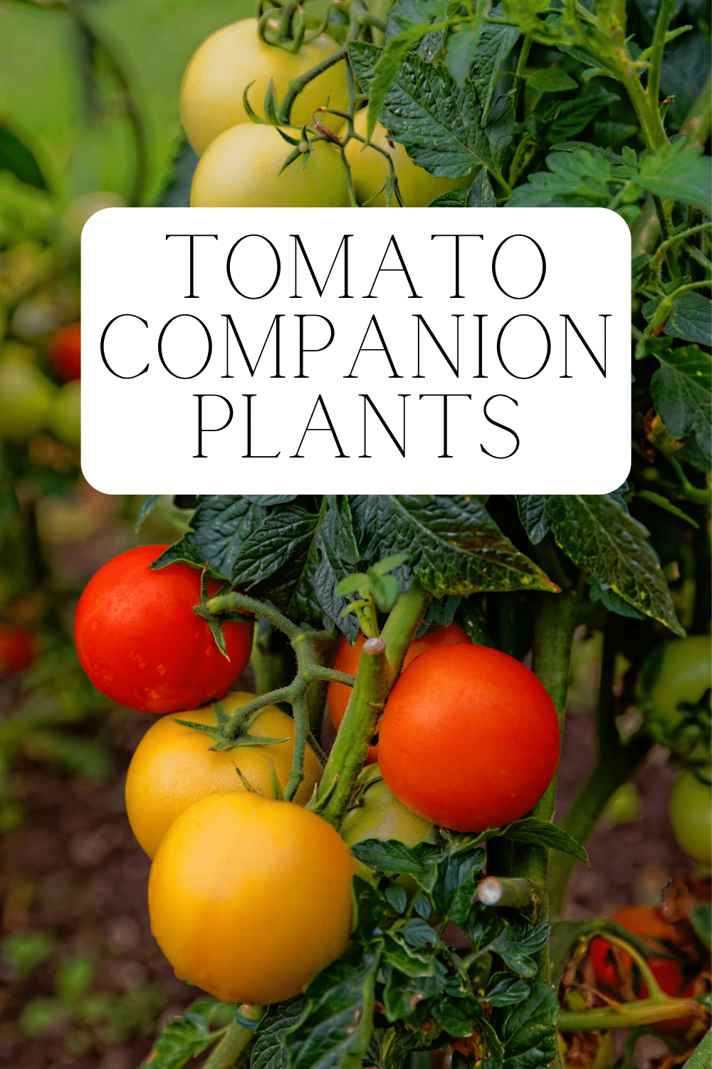 Tomato Companion Plants · Nourish and Nestle