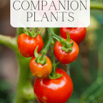Tomatoes on tomato plants.
