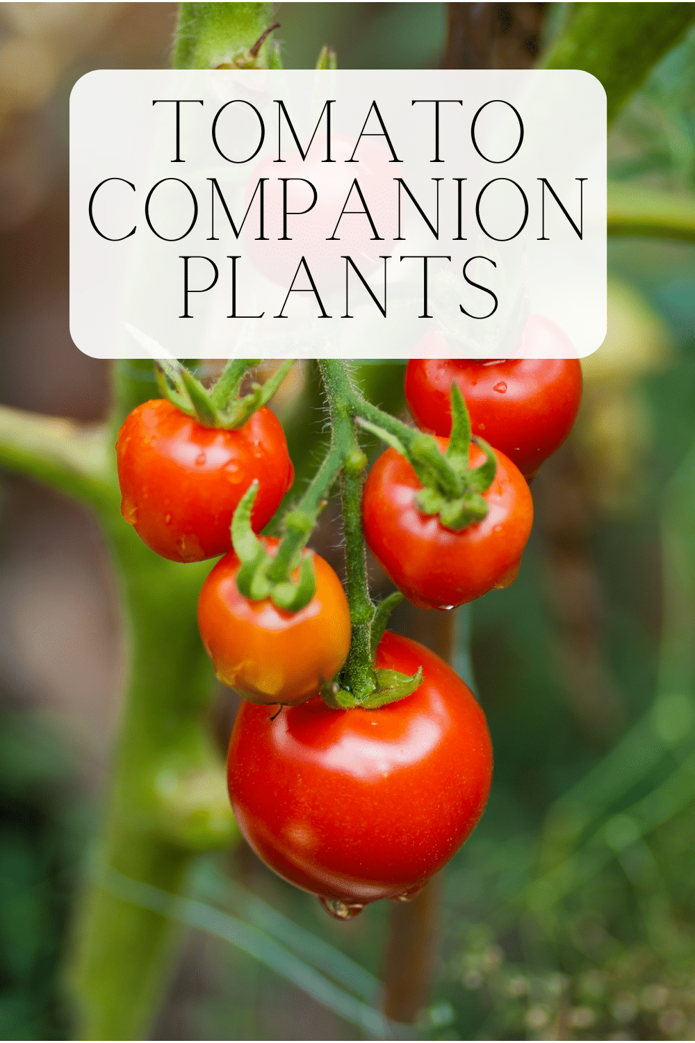 Tomato Companion Plants · Nourish and Nestle