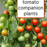 Tomatoes on tomato plants.