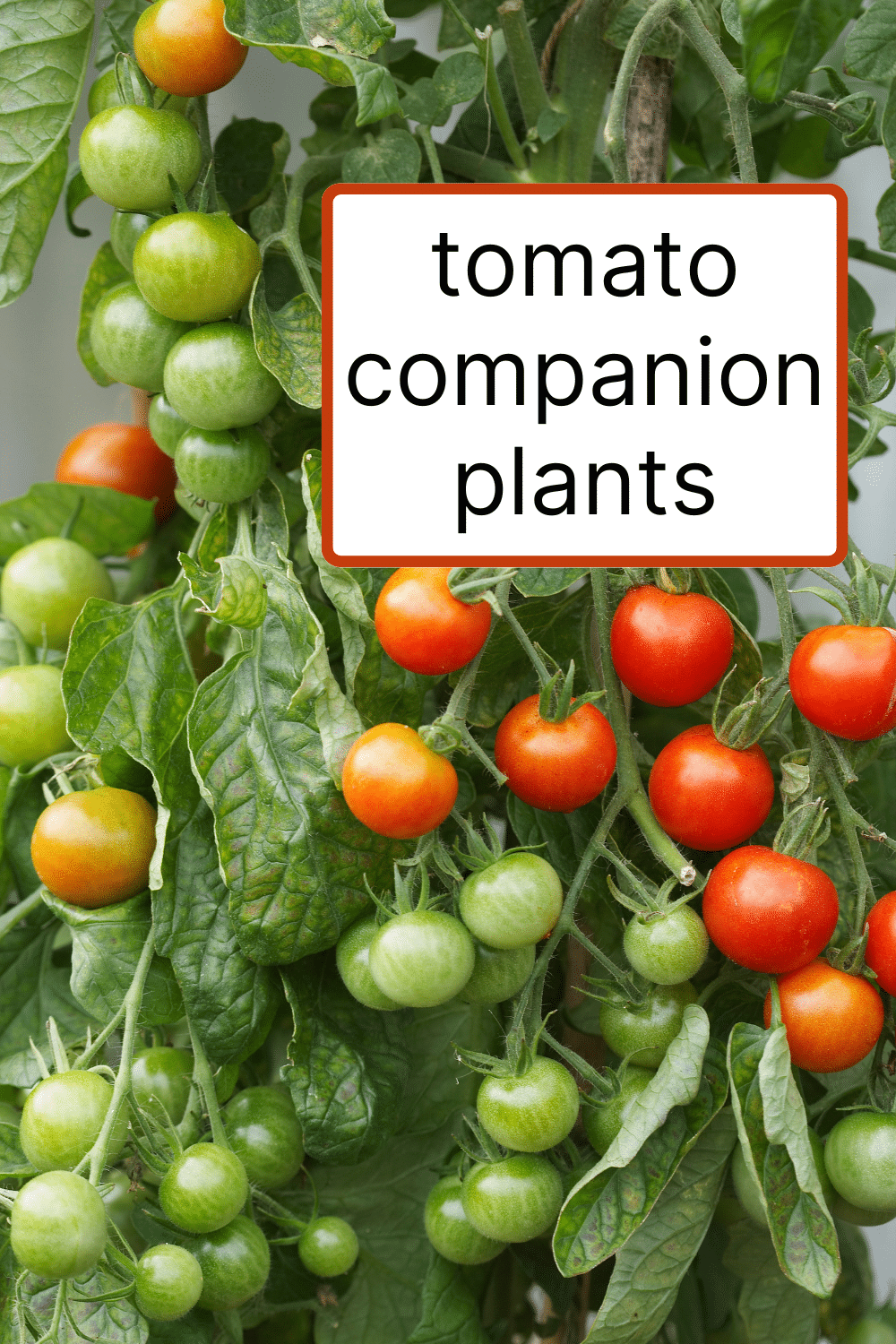Tomato Companion Plants · Nourish and Nestle
