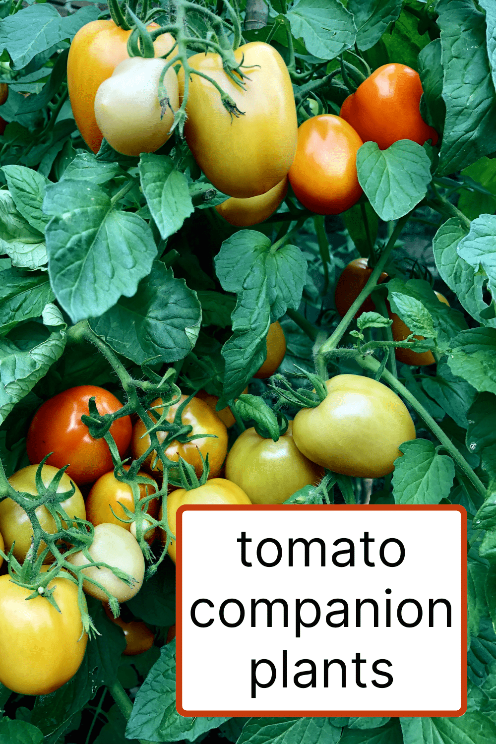 Tomato Companion Plants · Nourish and Nestle