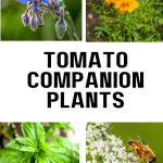 Borage, Marigolds, Basil and Parsley are good tomato companion plants.