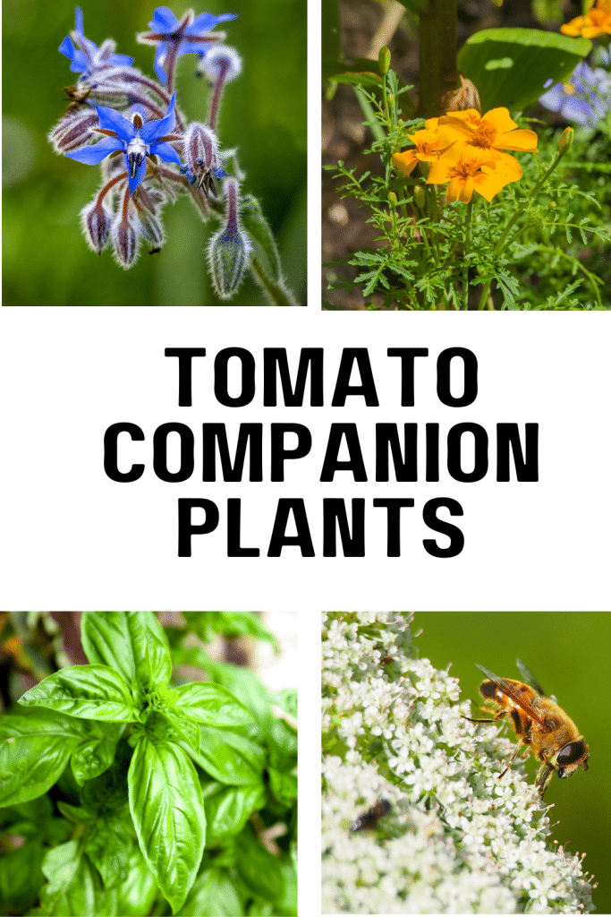 Borage, Marigolds, Basil and Parsley are good tomato companion plants.
