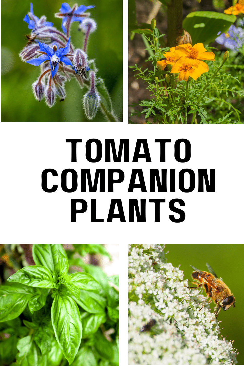 Tomato Companion Plants · Nourish and Nestle