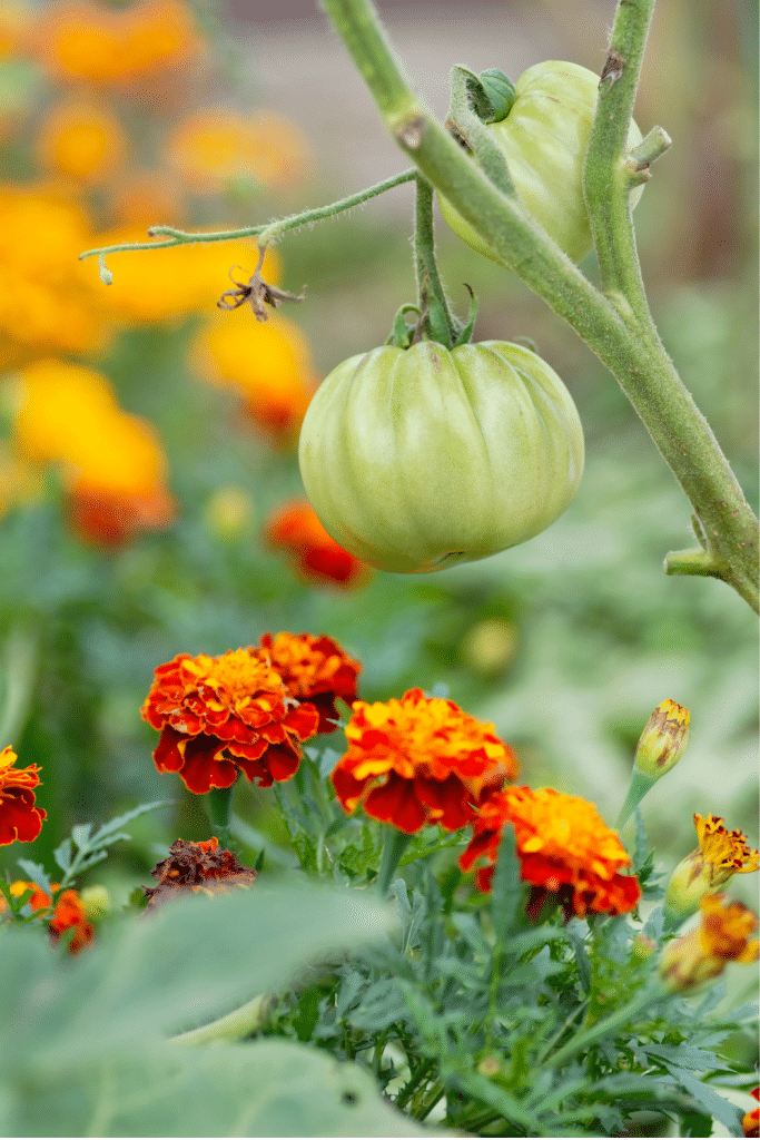 Marigolds and tomato are great companion plants.