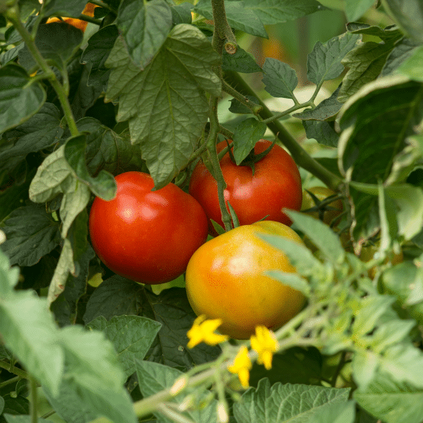 Tomato Companion Plants · Nourish and Nestle