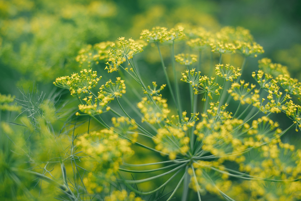 Herbs that flower, like this dill, make great zucchini companion plants.