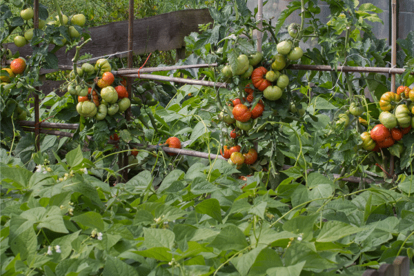 Zucchini Companion Plants · Nourish and Nestle