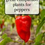 Red pepper on a plant.