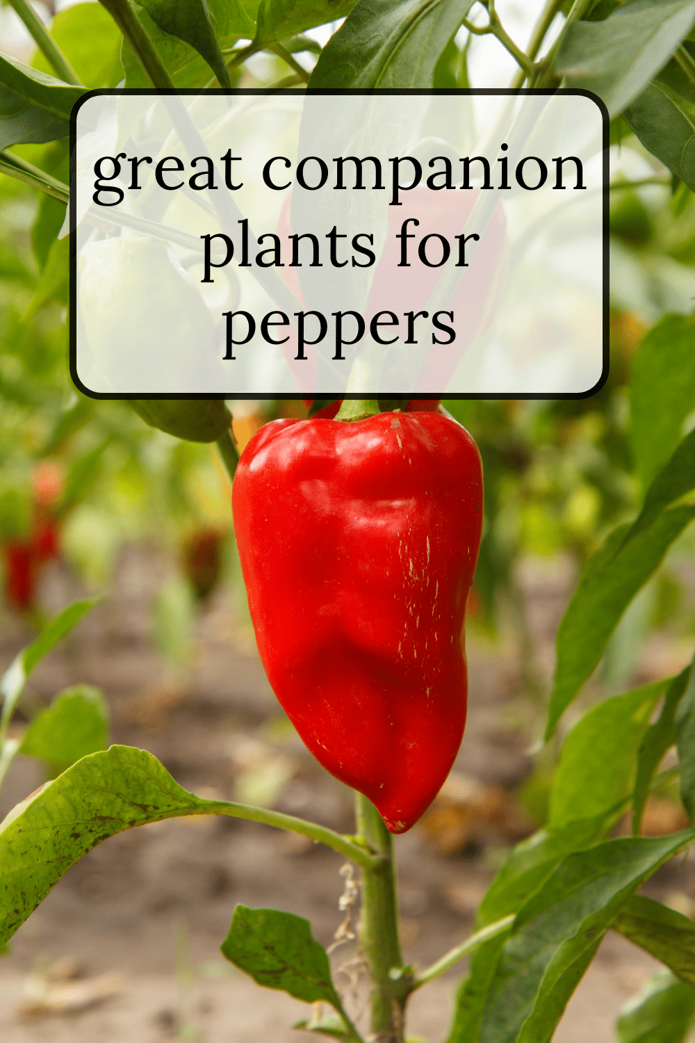 Pepper Companion Plants · Nourish and Nestle