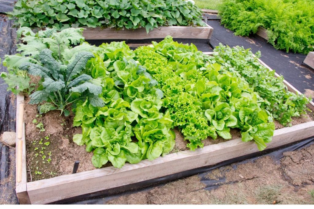 lettuce and kale in raised bed.