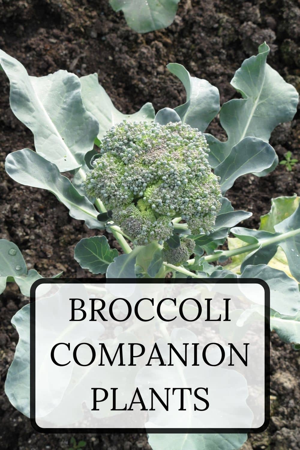 Broccoli Companion Plants · Nourish and Nestle