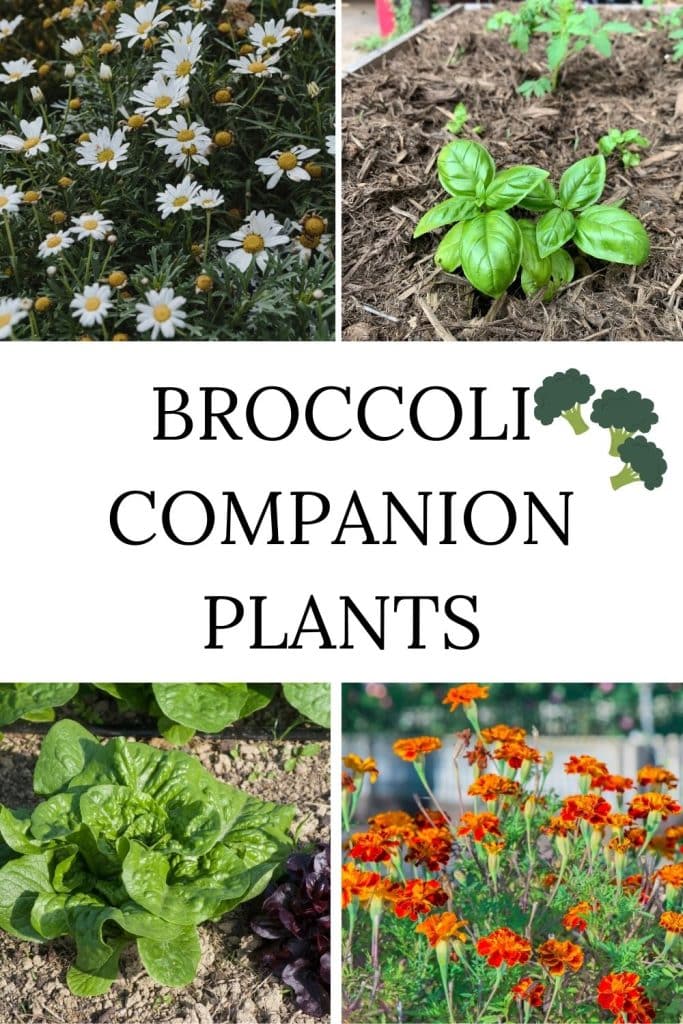 Basil, chamomile, basil, and marigold are great broccoli companion plants.