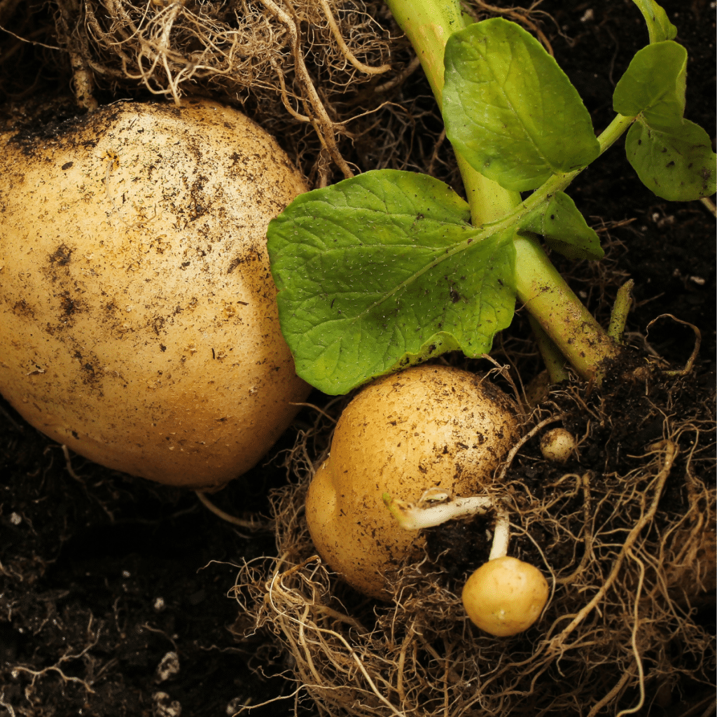 potatoes in ground.